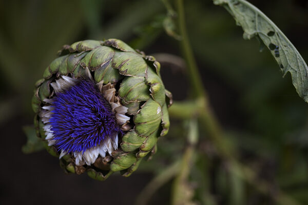 Artichoke
