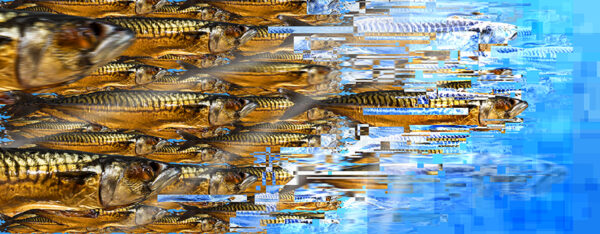 Vis 01 Mackerel